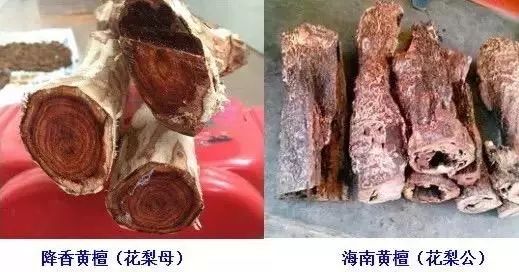 花梨木.jpg