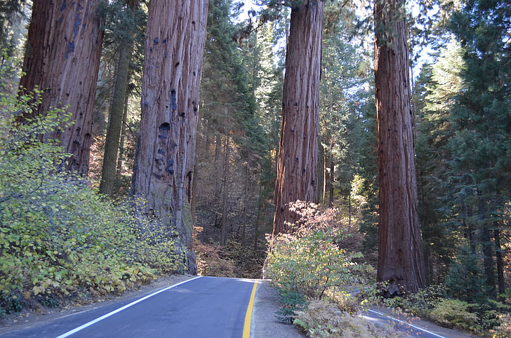 sequoia-national-park-trees-preview.jpg