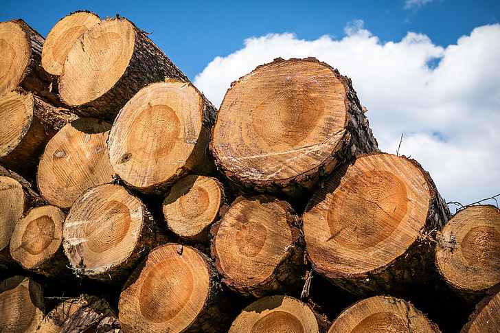 尽管近期有所下跌，但木材价格仍保持在创纪录水平