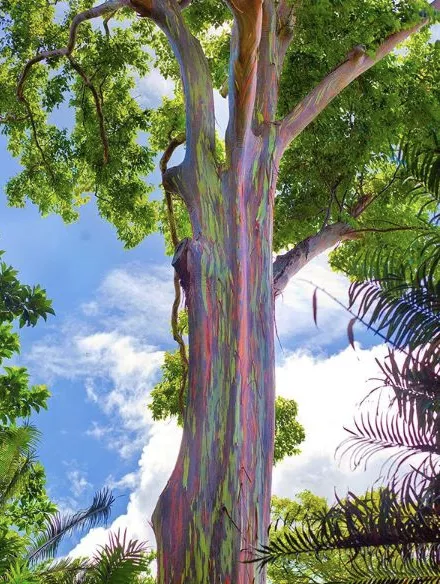酷！盘点世界上最奇特的树，你知道几个？