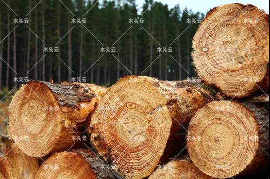 澳洲：木材稀缺让建筑业陷入混乱