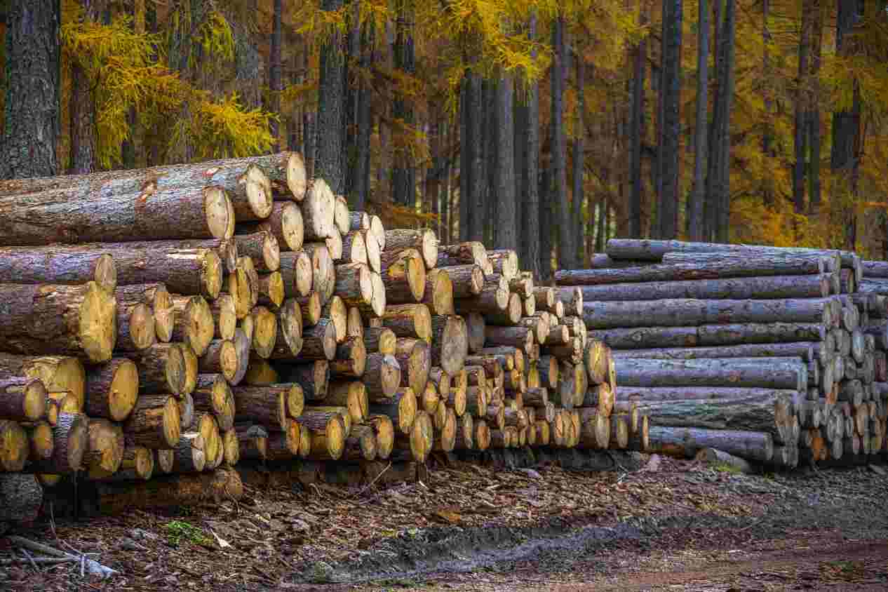 为什么木材不会在 2022 年蓬勃发展