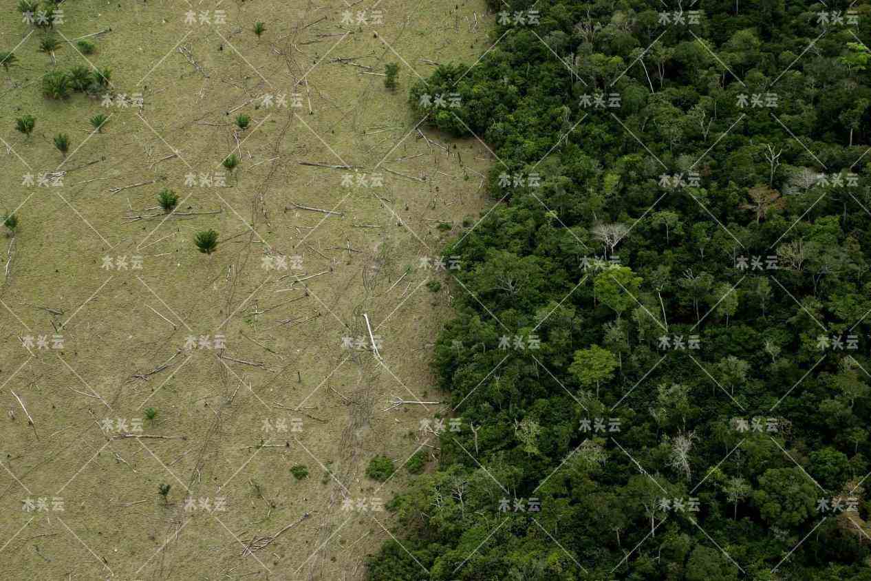 巴西最大执法行动已关闭200余家非法采伐的木材公司