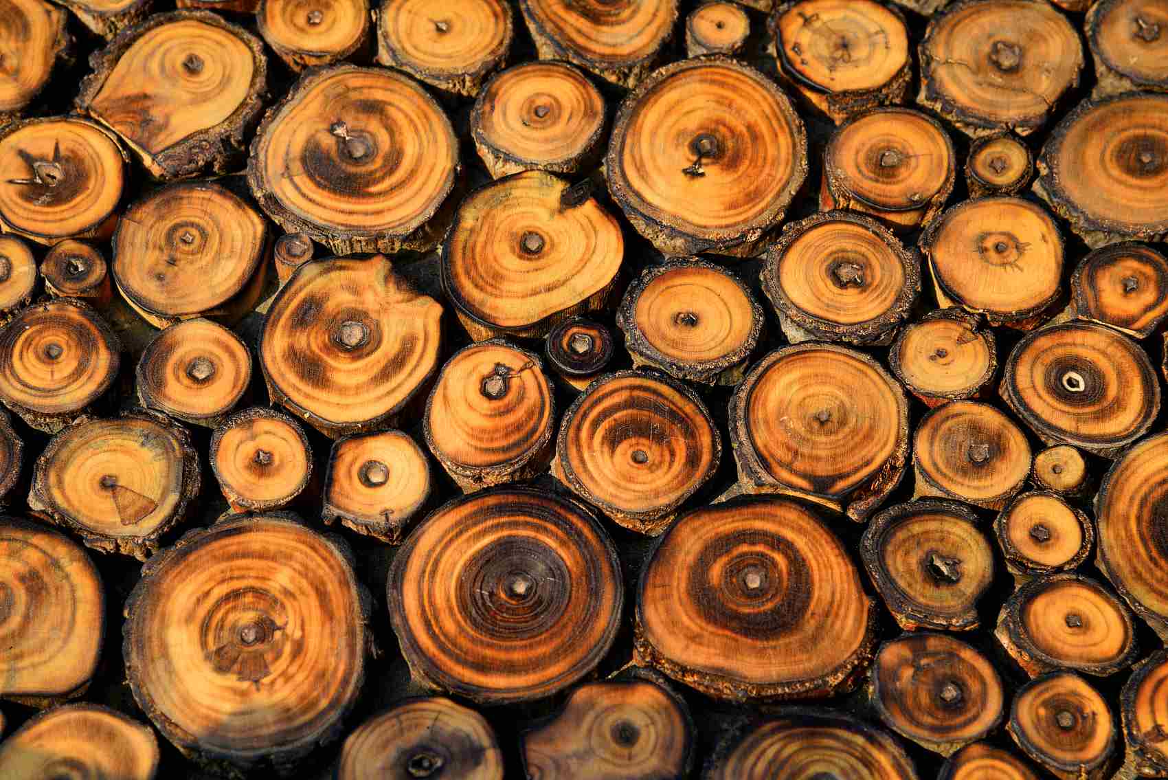 2022年海外木材价格会继续暴涨吗