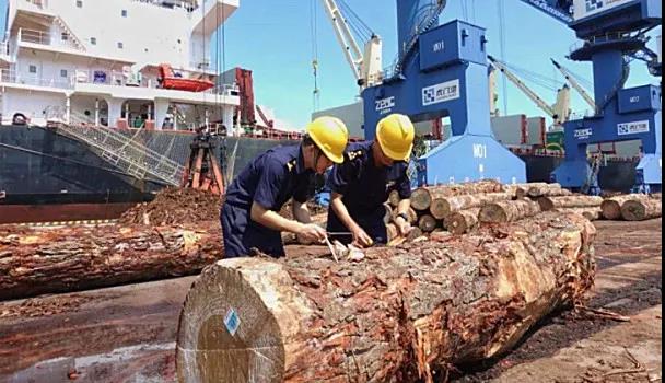 澳大利亚进口木材下降99%！