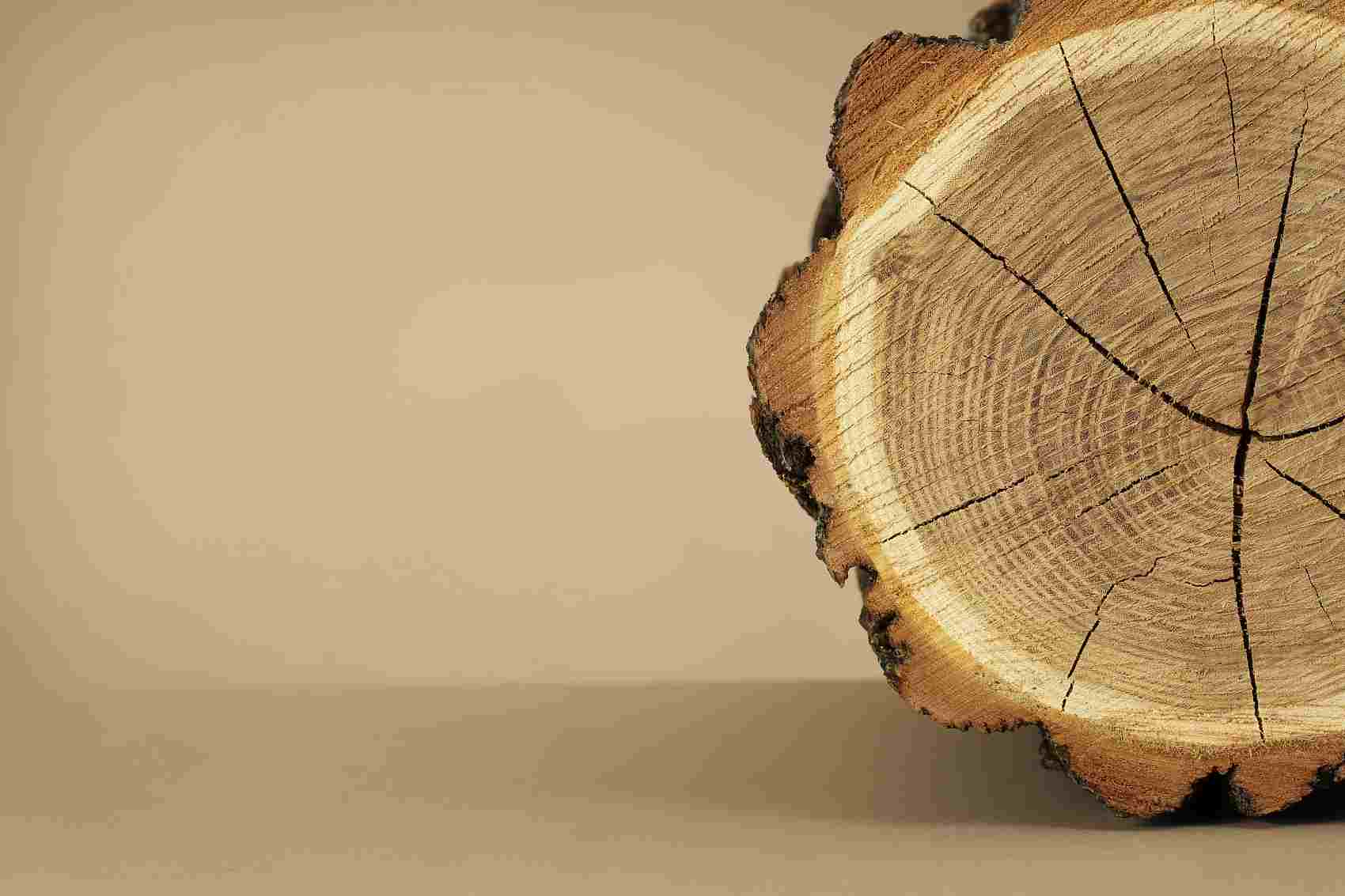 法国：2020年砍伐的木材减少