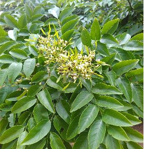 木材知识-花梨木木材百科介绍