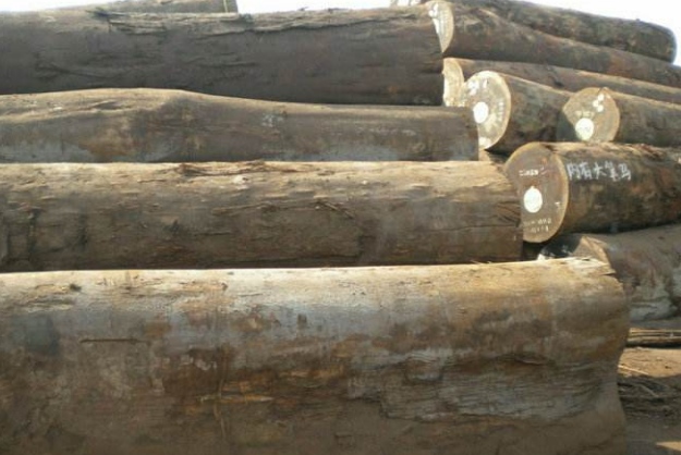 2021年国内进口锯材下降14个点