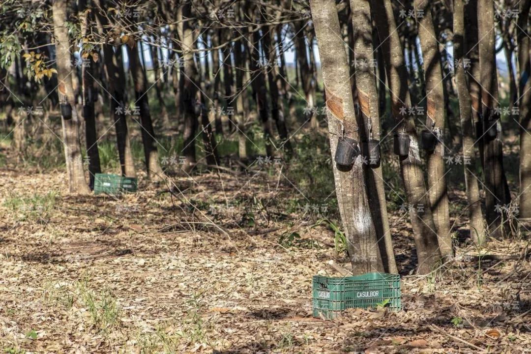 印度橡胶木价格上涨125%