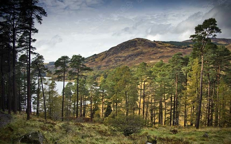 据悉：澳大利亚将种植5000万棵树木