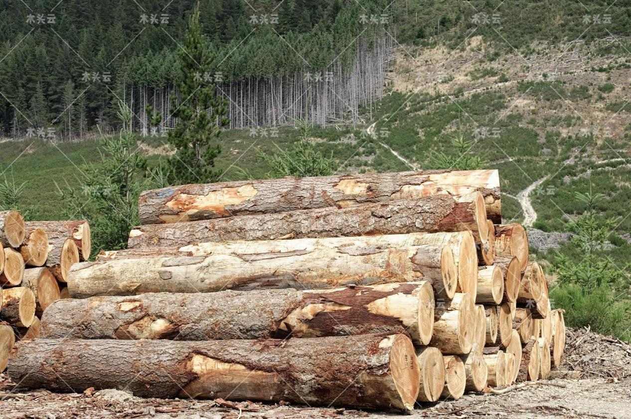 英国木材又短缺了，又要开始植树造林了