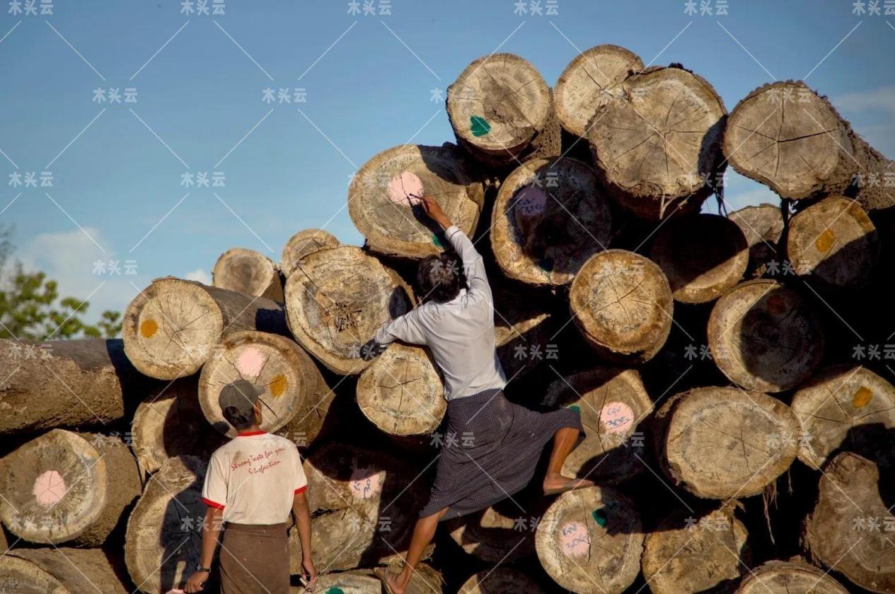 俄罗斯木材加工成本再次抬高