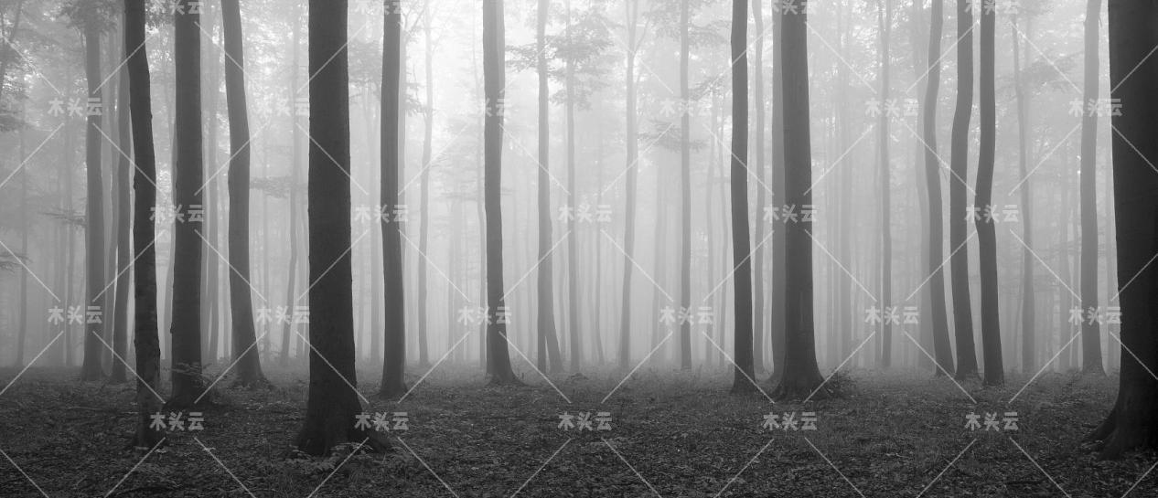 為什么木材價格如此之高？在2022年會下降嗎？