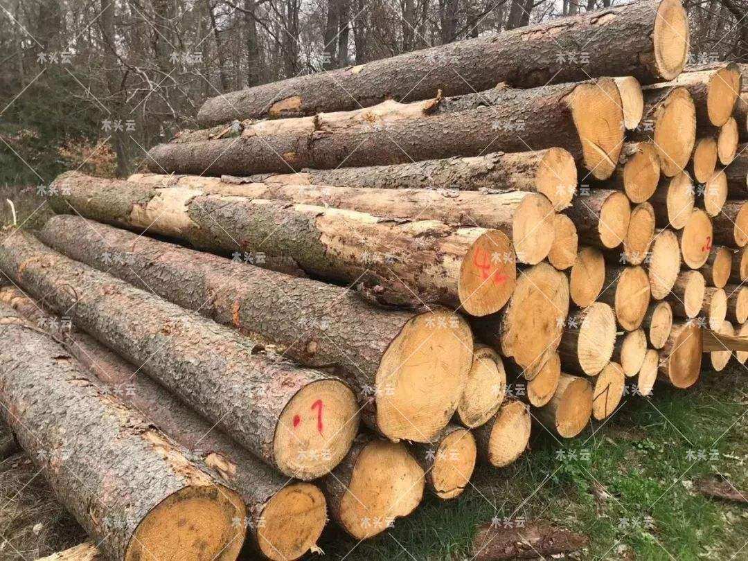 在过去的一年里，尽管木材价格上涨不少，但似乎并未对德国的木材销量造成影响。据德国木材贸易协会 (GD Holz) 数据显示，2021年德国木材全年销售增长近16%;其中，锯材销售增长尤为迅速，2021年的年营业额总计约为73.7亿欧元，增幅超20%。