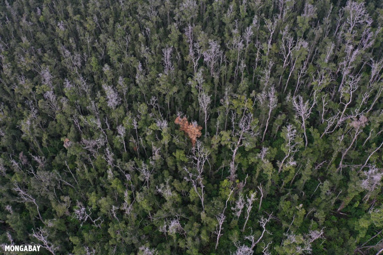俄乌冲突或将导致进口国展开木材竞争