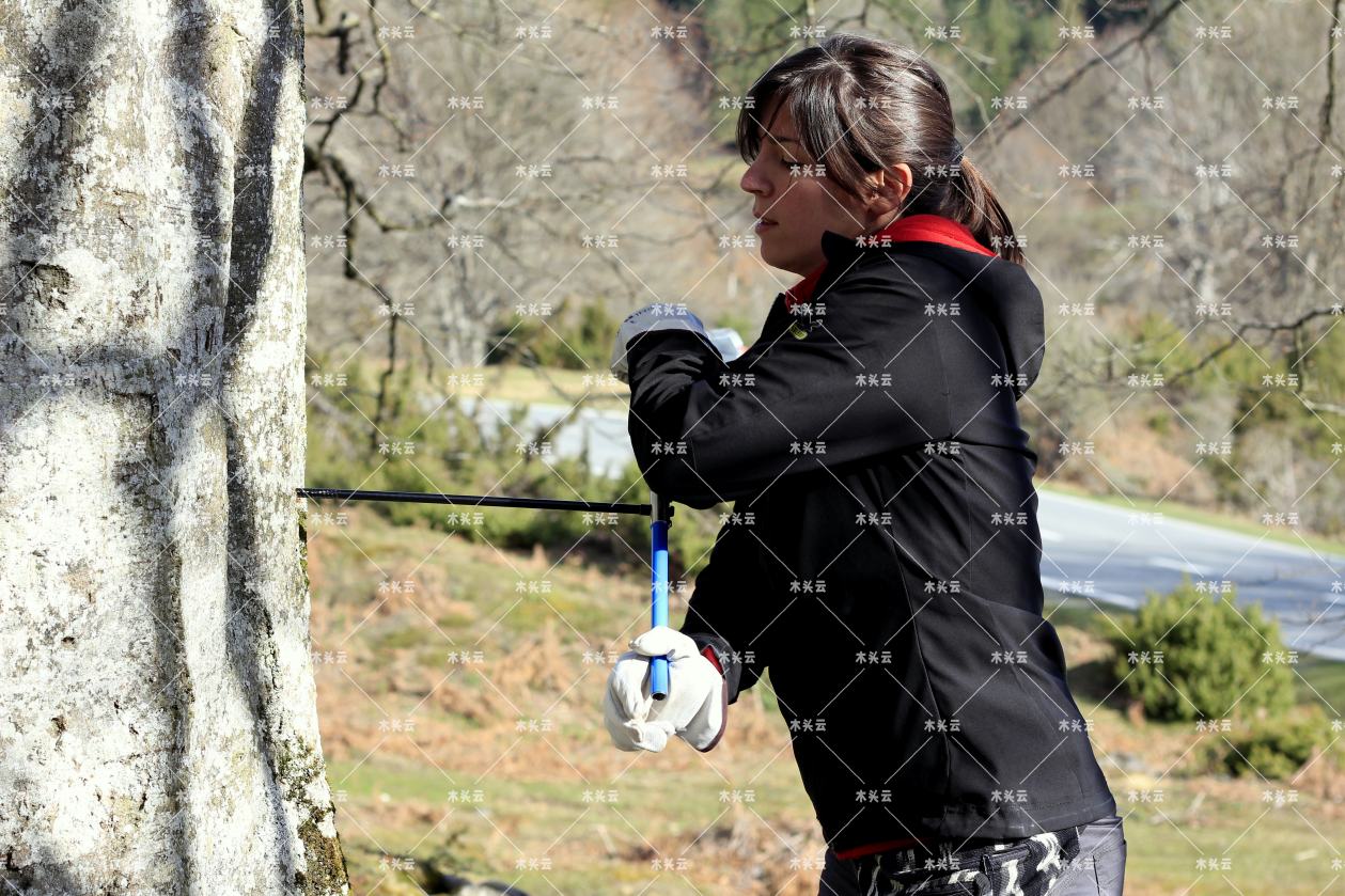 欧洲山毛榉未来70年产量堪忧