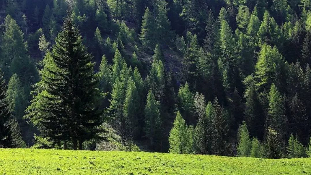 俄欧木材贸易停止，对欧盟的影响到底有多大?