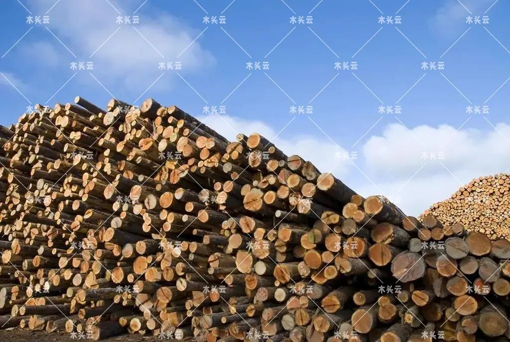 中非：将加强与华合作，共同改善木材供应链
