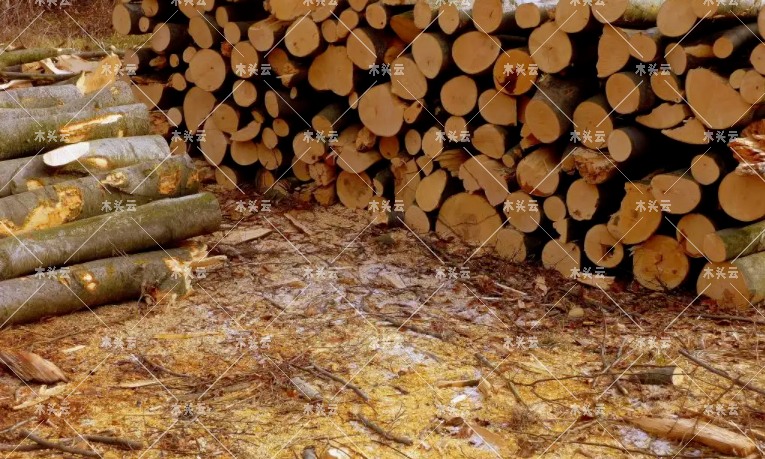 中非：将加强与华合作，共同改善木材供应链