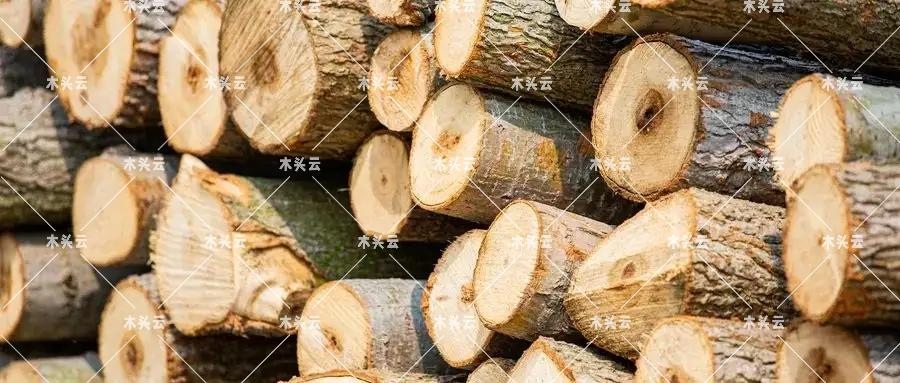 英国：需投资和发展本国木材产业