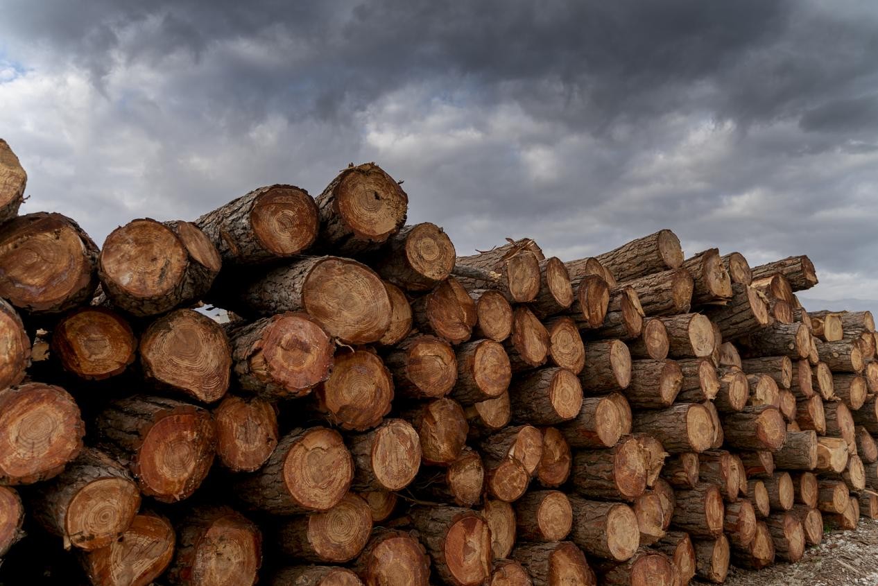 新西兰12种木材和纸制品关税在7日正式取消