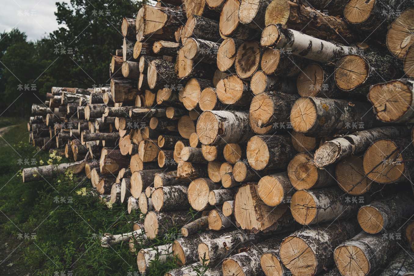 极端的供应链混乱席卷了北美木材行业