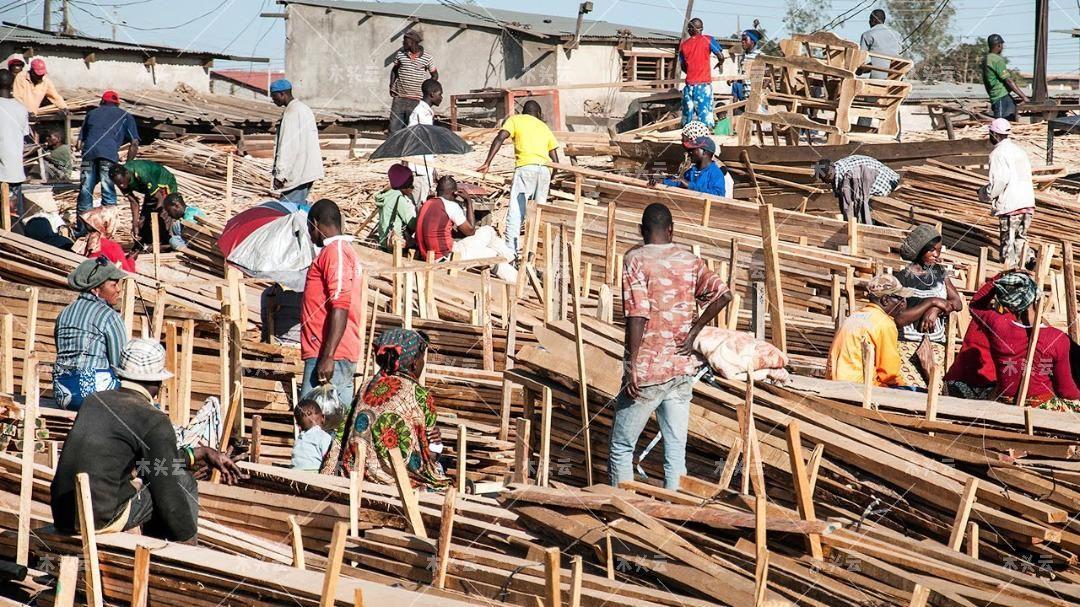 赞比亚：开放木材出口，但不包括血檀