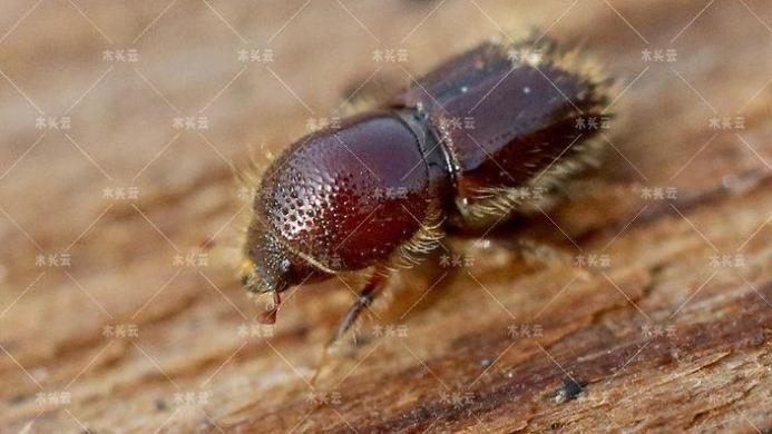 德国：木材进口已经显现大问题了