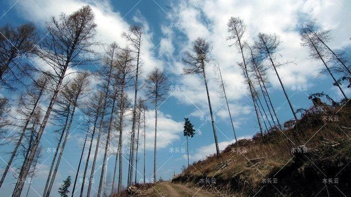德国：木材进口已经显现大问题了