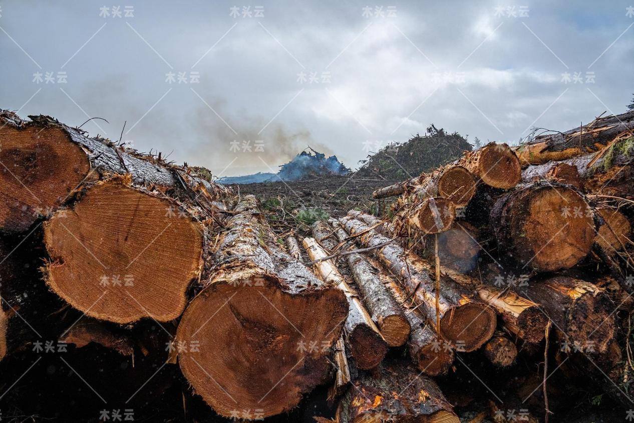 北美木材价格或在今年回归正常化