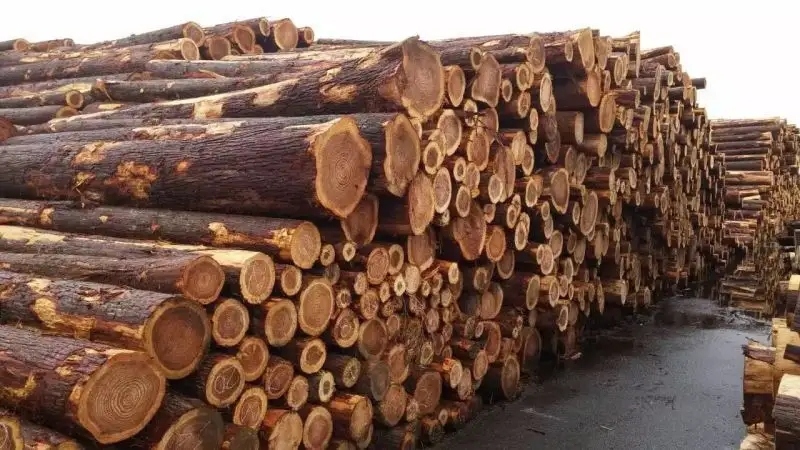 俄罗斯能以多快的速度增加对我国的木材出口？