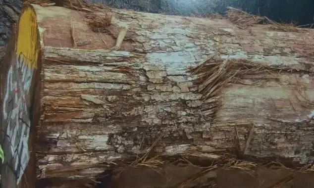 木材知识——伯克山榄百科知识