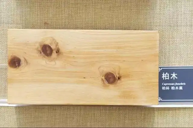 柏木的特性及用途