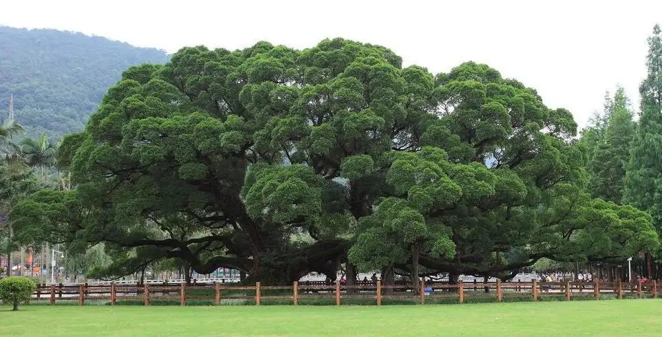 木材知识——榕树百科知识