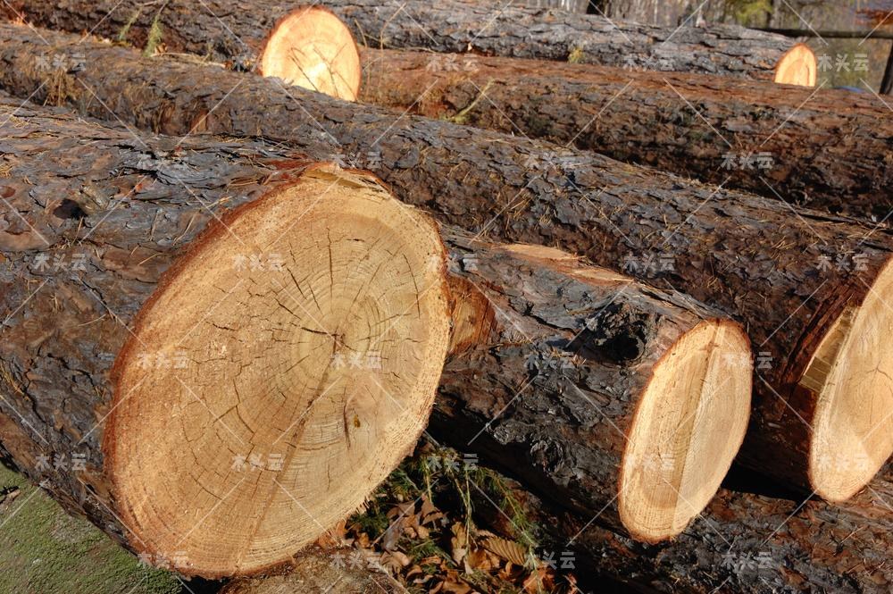 预计短期内全球木材供应将大大缩减