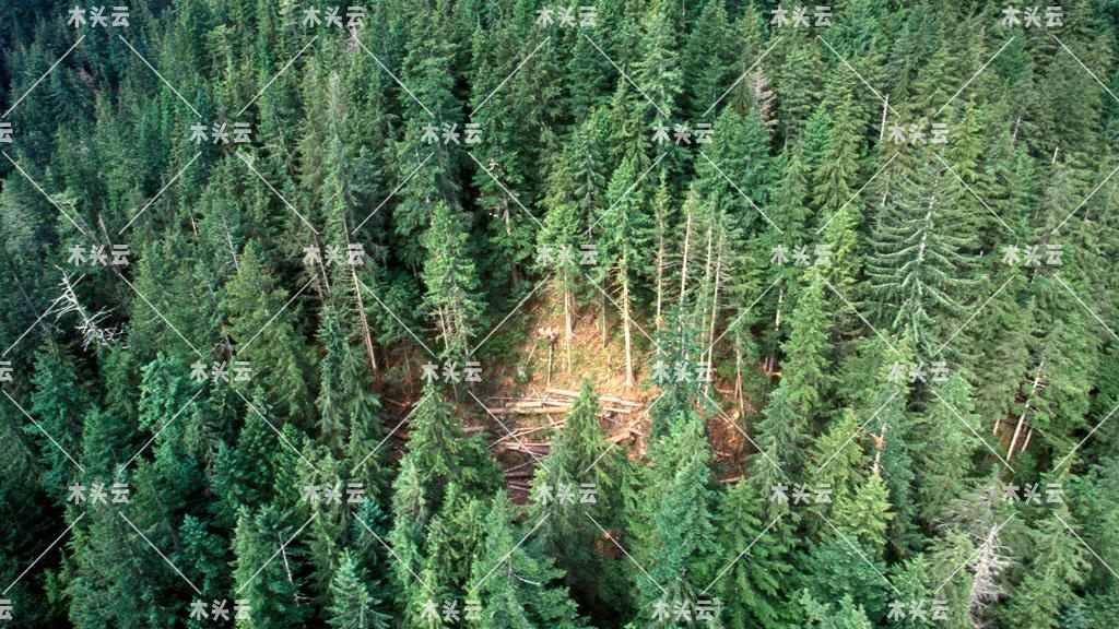 预计美国对木材的需求将保持上涨趋势