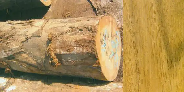 木材知识——人面子木百科知识