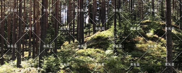 欧共体将制定新的森林法案及林产品出口法规