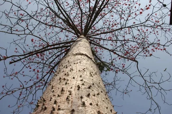 木材知识——杜里木棉百科知识