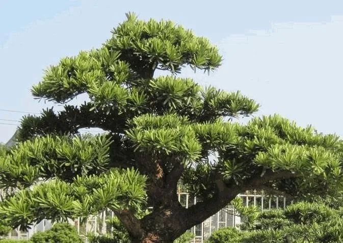 木材知识——陆均松百科知识