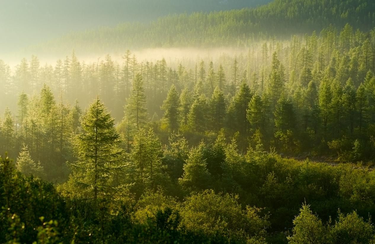 拜登的“新森林行政令”对木材贸易有什么影响
