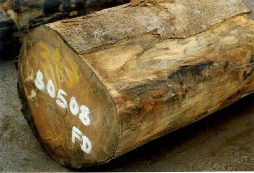 木材知识——软巨盘木百科知识