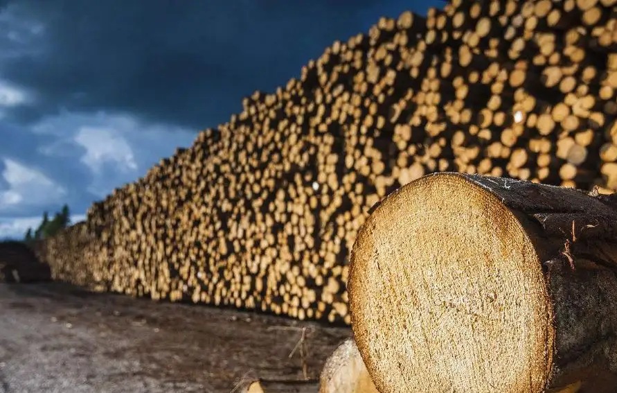 木材知识——蜡烛木百科知识