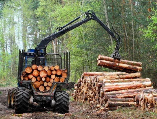 欧洲虫害木材现状