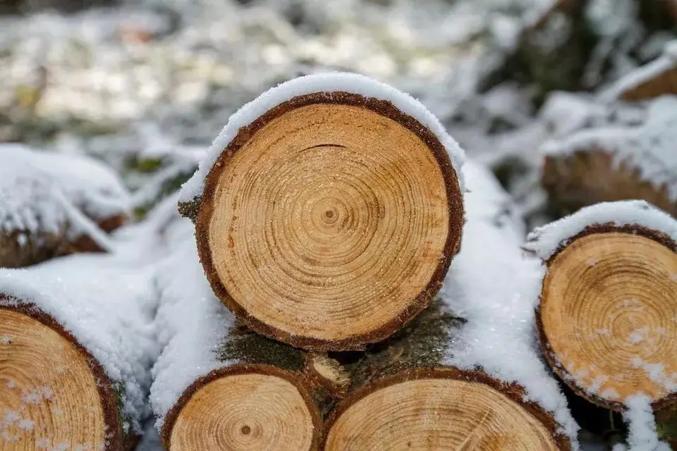 木材知识——棱柱木百科知识