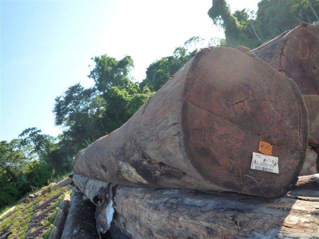 木材知识——铁线子百科知识