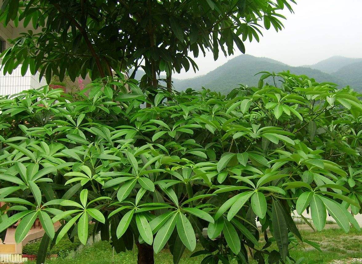 木材知识——盆架木百科知识