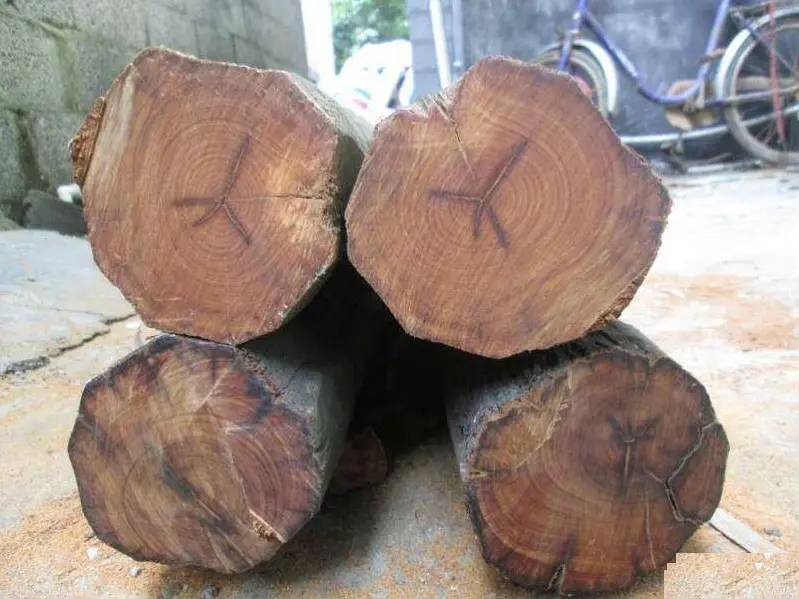 木材知识——坡垒百科知识