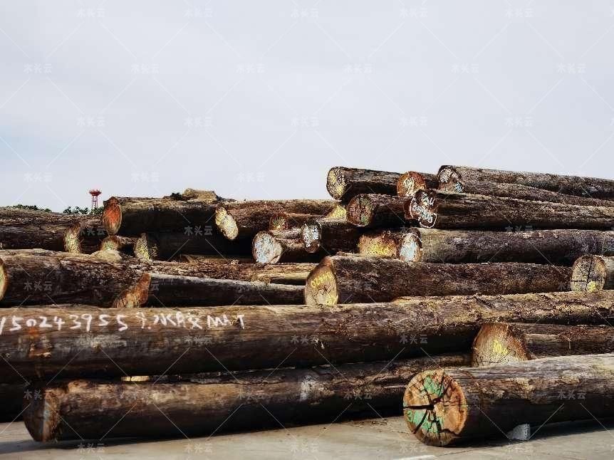 最新国际木材出口政策变动