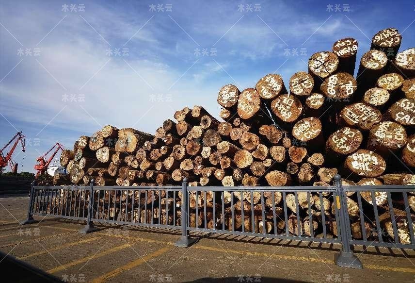 最新国际木材出口政策变动